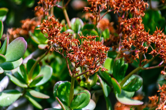 Crassula sp pertenece a la familia Crassulaceae