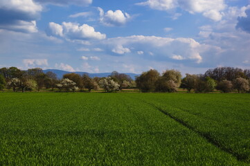 Landscape of green grass with trees, mountains and blue sky with white clouds in the background