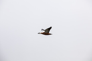 Tadorna ferruginea, ganso salvaje, tarro canelo volando, ave salvaje. 