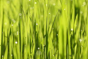Fototapeta na wymiar Dew drops close up on grass