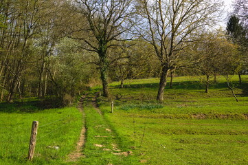 Footpath through green grass landscape with old trees