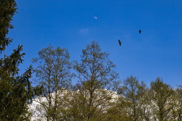 Eagle and crow in the sky over the forest, crescent moon in daylight