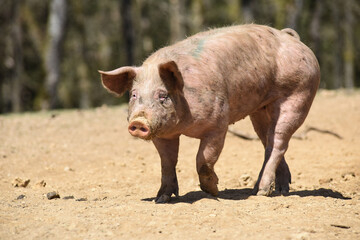 cochon porc porcelet viande elevage agriculture 