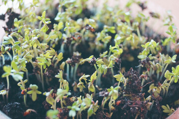 micro green healthy food on the balcony vegetable garden seasoning for sandwiches macro photo 