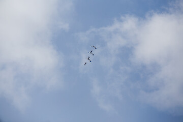 an air show in the sky during a city holiday. the country's air force demonstrates aerobatics flying over the audience. combat helicopters and planes on a show-off performance