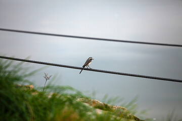 un ave Motacilla alba posada sobe unos cables