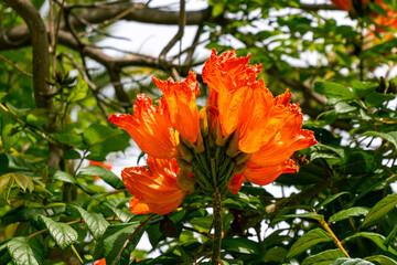 Spathodea campanulata pertenece a la familia Bignoniaceae