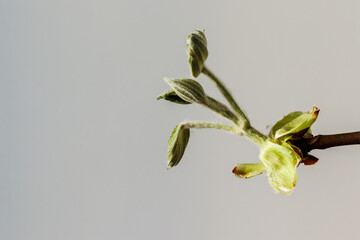 Chestnut sprouts and buds with copy space. Growing leaves in a glass vase.