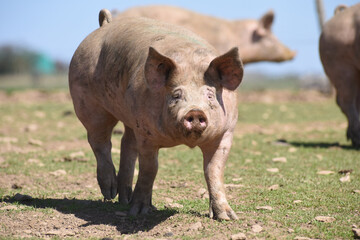 cochon porc porcelet viande elevage agriculture 