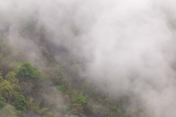 Forest, trees on the mountain with a thin mist in the morning, caused by rain at night. Summer...