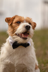 Jack Russell Terrier wearing a bow tie 