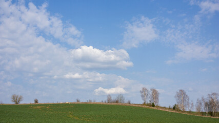 Spring landscape: A green field with sprouts, an island of trees and a large and beautiful sky blue with white clouds.
