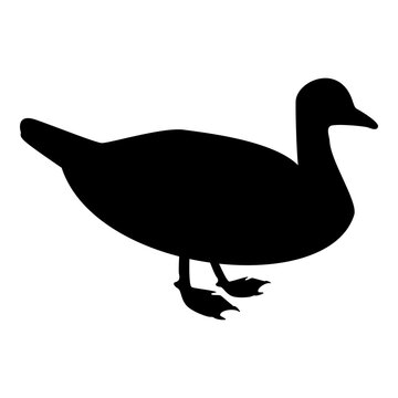 Silhouette duck male mallard bird waterbird waterfowl poultry fowl canard black color vector illustration flat style simple image