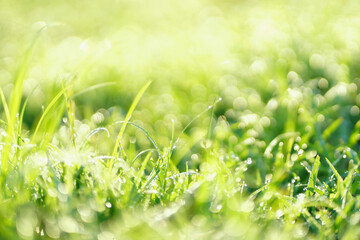 green bokeh abstract background in nature