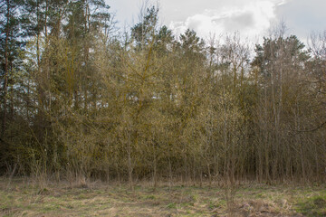 Spring landscape: A group of trees with blossoming yellow fluffy buds at the edge of the forest, yellow and green grass.