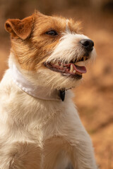 Jack Russell Terrier is sitting close up portrait