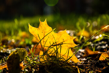 yellow autumn leaves shining on the ground - 429592754