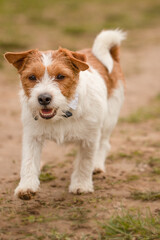 Jack Russell Terrier is running