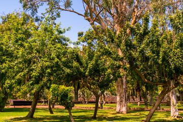 Árboles en el Parque Taoro, municipio de Puerto de la Cruz