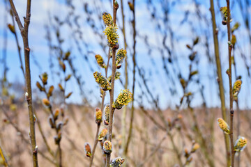 A blooming willow in spring against a blue sunny sky. Willow branches with flowers-earrings. Spring landscape, sunny day.