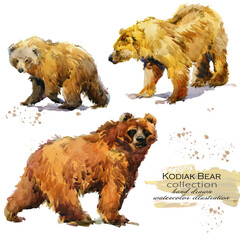 Kodiak Bear watercolor illustration