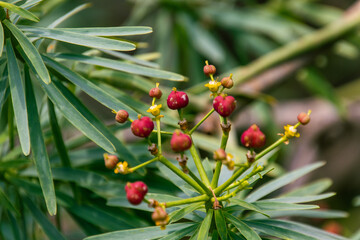 Euphorbia atropurpurea pertenece a la familia Euphorbiaceae