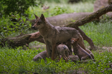 Louveteaux gris d'Europe