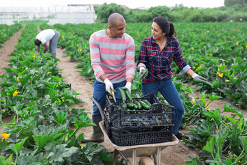 Latino farmers together harvest zucchini on field