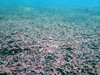 The scenery of degraded coral reef area in Malaysia