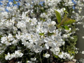 tree blossom