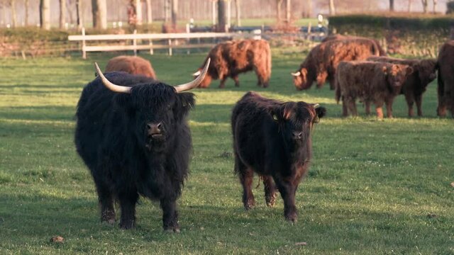 Galloway, Schottische Hochlandrinder mit Kalb braun und schwarz