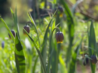 snail on a flower