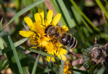 bee, honey