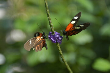 butterfly on flower