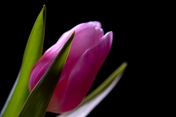 Flower tulip  bouquet nature  leaf. pink season.