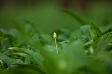flor de ajo de oso, cebollino, ceborrincha