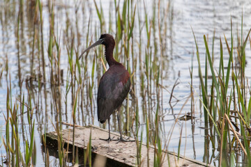 Black headed ibis bird on the pond