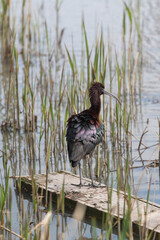 Black headed ibis bird on the pond