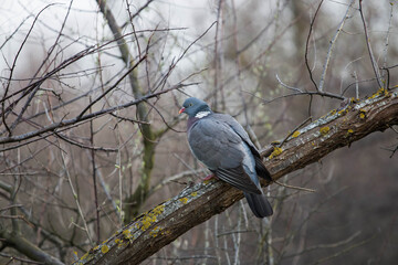 Wild forest pigeon sitting on a branch in the forest close-up 