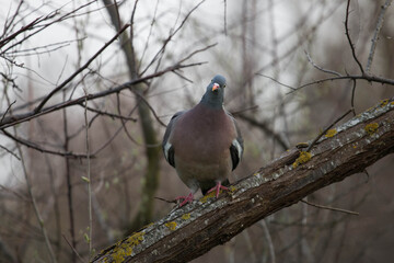 Wild forest pigeon sitting on a branch in the forest close-up 