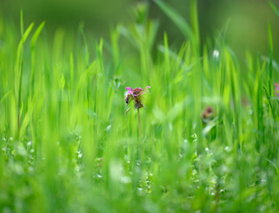 lawn with green lush grass in the park on a spring day