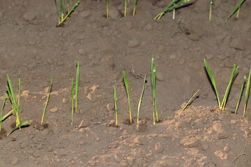 Small grain green plants sprouted after sowing the seeds in the field and Dew fell in the night with a drop of water