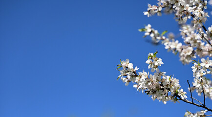 branch with white almond flowers on blue sky background, sunny spring day