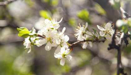 Flowering spring plums tree in garden.