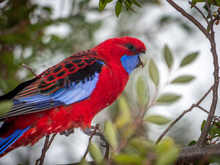 Crimson Rosella Close