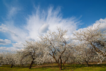 Blooming plum trees in the garden against the background of blue sky and clouds.