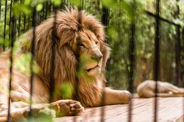 Close-up lion in a zoo cage. The animal sits in a cage.
