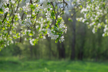 Branches of blooming apple trees in an early sunny morning on a blurred background of meadows in the countryside.