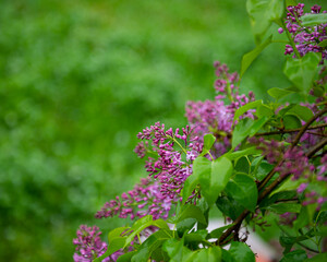 Branch with lilac flowers on a blurred green background.