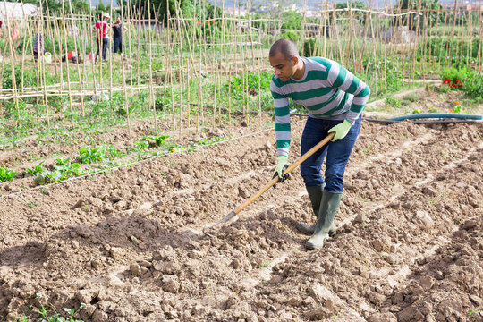 Male worker cultivates garden beds with hoe